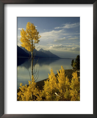 Evening Light On Aspen Trees Along The Shore Of Jackson Lake, Wyoming by Willard Clay Pricing Limited Edition Print image