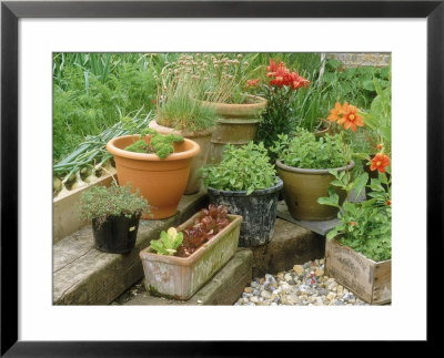 Herbs Growing In A Group Of Containers, Parsley, Mint, Lettuce, Thyme, Sea Thrift Beeches Cottage by Sunniva Harte Pricing Limited Edition Print image