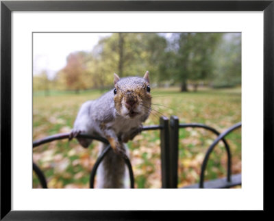 Grey Squirrel, St. James Park, London by David Tipling Pricing Limited Edition Print image