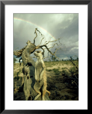 Meerkat, Male, Kalahari by David Macdonald Pricing Limited Edition Print image