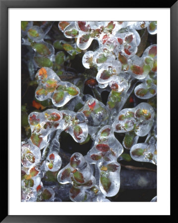 Azalea Plants Encased In Ice, Portland, Oregon, Usa by Steve Terrill Pricing Limited Edition Print image