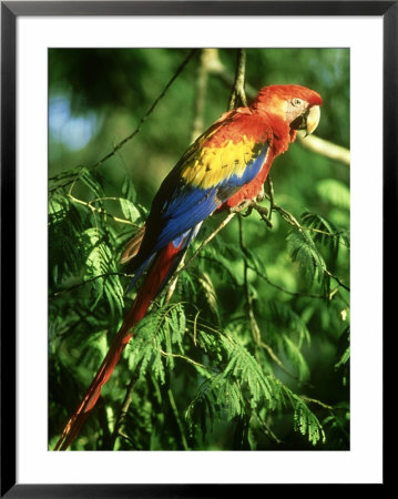 Scarlet Macaw, Near Tikal, Guatemala by Brian Kenney Pricing Limited Edition Print image