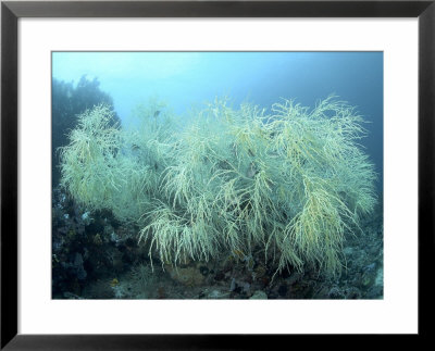 Gorgonian, Komodo, Indonesia by Mark Webster Pricing Limited Edition Print image