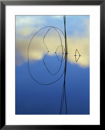 Reeds In Water With Reflection, Scotland by Iain Sarjeant Pricing Limited Edition Print image