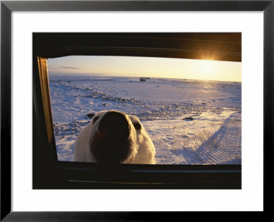 A Polar Bear Peers In The Window Of A Tundra Buggy by Paul Nicklen Pricing Limited Edition Print image