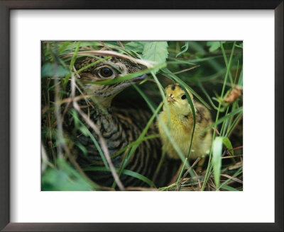 An Attwaters Prairie Chicken And Her Chick by Joel Sartore Pricing Limited Edition Print image