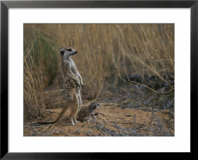 Using Its Tail, An Adult Meerkat (Suricata Suricatta) Stands Alert by Mattias Klum Pricing Limited Edition Print image