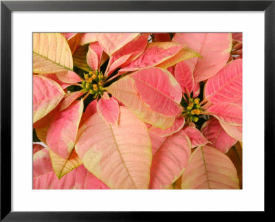 Christmas Royal Poinsettia by Maresa Pryor Pricing Limited Edition Print image