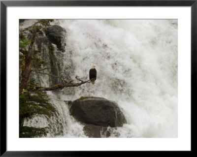 An American Bald Eagle Perched In A Tree Near A Rushing Waterfall by Ralph Lee Hopkins Pricing Limited Edition Print image