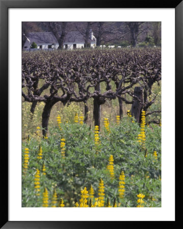 Yellow Lupines At A Winery, South Africa by Stuart Westmoreland Pricing Limited Edition Print image