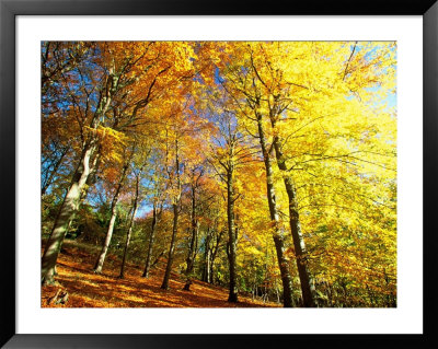 Trees Covered In Yellow Autumn Leaves, Jasmund National Park, Island Of Ruegen, Germany by Christian Ziegler Pricing Limited Edition Print image