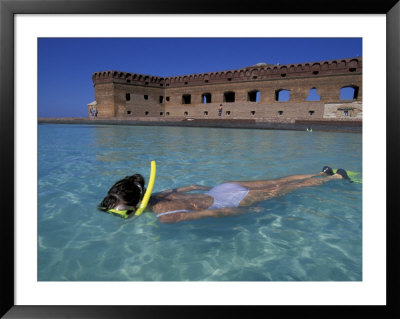 Swimmer At Fort Jefferson, Garden Key, Dry Tortugas, Florida, Usa by Greg Johnston Pricing Limited Edition Print image