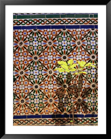 Plant In Front Of Tiled Wall, Barranquilla, Colombia by Krzysztof Dydynski Pricing Limited Edition Print image
