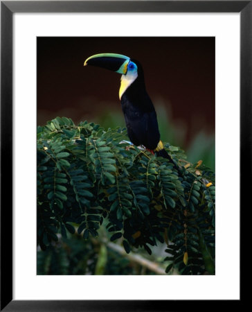 Channel Bill Toucan (Ramphastos Vitellinus) In Profile, Colombia by Alfredo Maiquez Pricing Limited Edition Print image