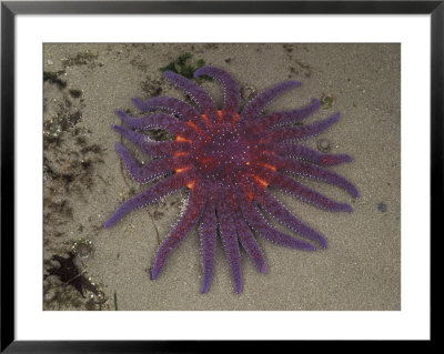 Spiny Sun Star In Tidepool, Shi Shi Beach, Olympic National Park, Washington, Usa by Jamie & Judy Wild Pricing Limited Edition Print image