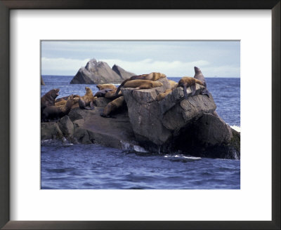 Stellar Sea Lions On Rocks, Kenai Fjords National Park, Alaska, Usa by Paul Souders Pricing Limited Edition Print image