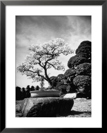 110 Year Old Bonsai Maple Tree On Estate Of Collector Keibun Tanaka In Suburb Of Tokyo by Alfred Eisenstaedt Pricing Limited Edition Print image
