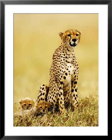 Cheetah, With Cubs, Tanzania by Ariadne Van Zandbergen Pricing Limited Edition Print image