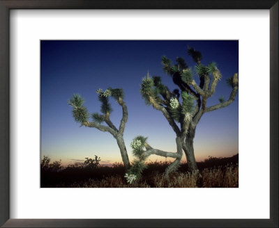 Joshua Tree, California, Usa by Olaf Broders Pricing Limited Edition Print image