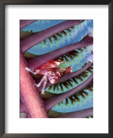 Porcelain Crab On Seapen, Mabul Island, Malaysia by David B. Fleetham Pricing Limited Edition Print image