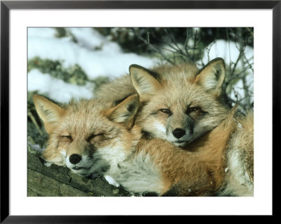 Red Fox, Vulpes Vulpes Fulva Pair Montana by Alan And Sandy Carey Pricing Limited Edition Print image