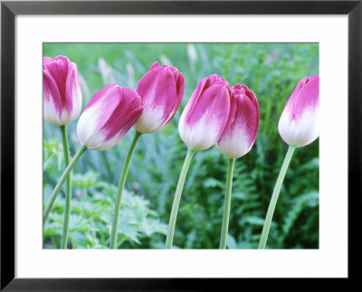Tulipa X Brenda, Pink Spring Flowers by Michael Davis Pricing Limited Edition Print image