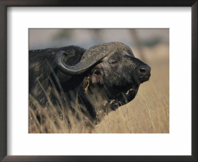 A Cape Buffalo On The Savanna by Roy Toft Pricing Limited Edition Print image