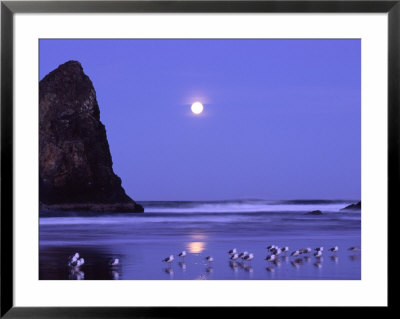 Full Moon And Seagulls At Sunrise, Cannon Beach, Oregon, Usa by Janell Davidson Pricing Limited Edition Print image
