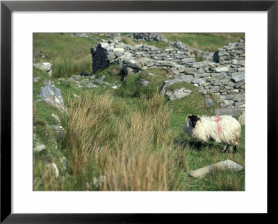 Sheep In Ancient Village On Achill Island, Ireland by William Sutton Pricing Limited Edition Print image