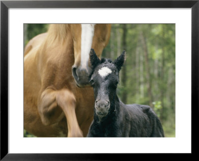 Wild Horse With A Newborn Foal by Sisse Brimberg Pricing Limited Edition Print image