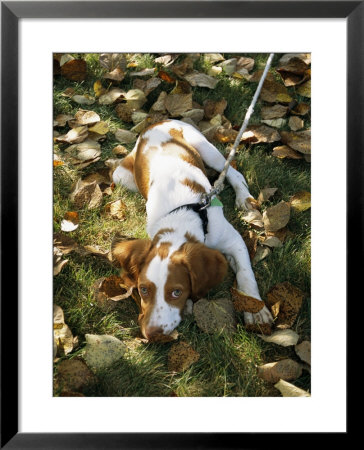 Portrait Of A Brittany Spaniel Puppy Lying Among Fallen Autumn Leaves by Paul Damien Pricing Limited Edition Print image
