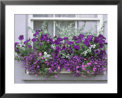 Window Box With Pelargoniums Argyranthemum, Lobelia by Lynne Brotchie Pricing Limited Edition Print image