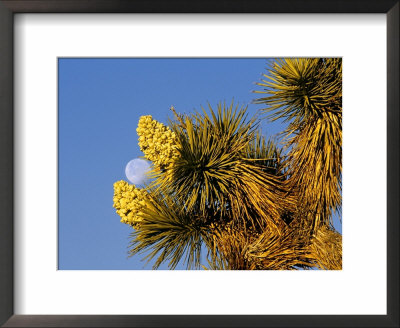 Blooming Joshua Tree With Moonset, Joshua Tree National Park, California, Usa by Chuck Haney Pricing Limited Edition Print image