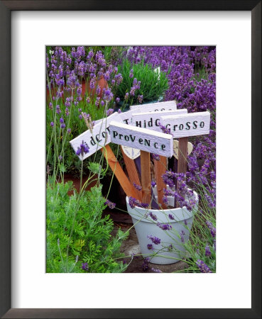 Lavender Stakes With Names And Lavender In Pots, Washington, Usa by Janell Davidson Pricing Limited Edition Print image