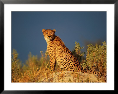A Cheetah Surveys Its Territory From A High Lookout by Beverly Joubert Pricing Limited Edition Print image