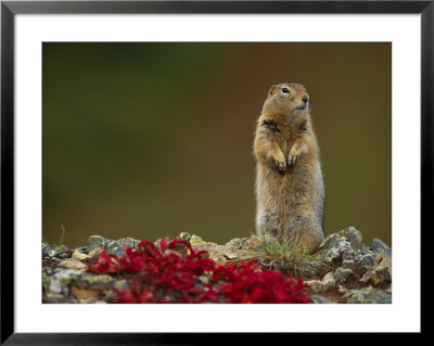 An Arctic Ground Squirrel (Spemophilus Parryii) On A Bed Of Kinickinik Vegetation by Paul Nicklen Pricing Limited Edition Print image