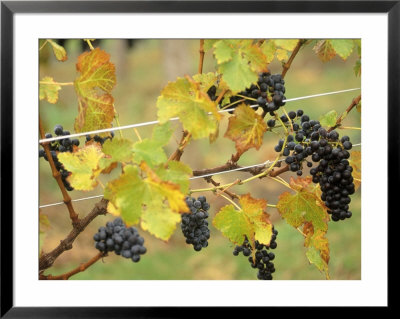 Sakonnet Vineyards, Little Compton, Ri by Kindra Clineff Pricing Limited Edition Print image