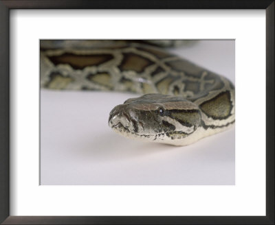 Burmese Python, Python Molurus Bivittatus by Les Stocker Pricing Limited Edition Print image