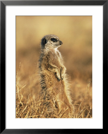 Meerkat (Suricate), Suricata Suricatta, Addo National Park, South Africa, Africa by Ann & Steve Toon Pricing Limited Edition Print image