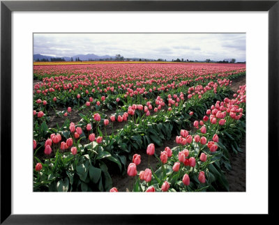 Tulip Field, Skagit Valley, Washington, Usa by William Sutton Pricing Limited Edition Print image