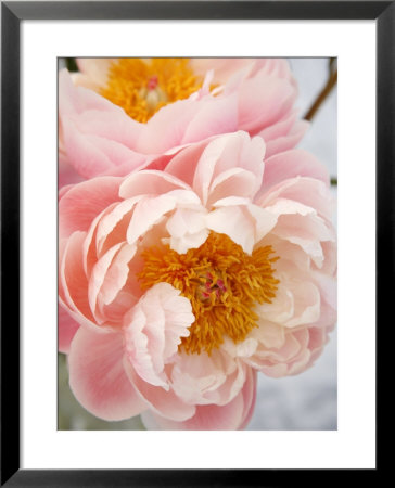 Delicate Blossom Iii by Nicole Katano Pricing Limited Edition Print image
