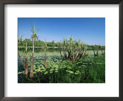 Lily Pads And Small Palms In Annaburroo Billabong At Mary River Crossing Between Darwin And Kakadu by Robert Francis Pricing Limited Edition Print image