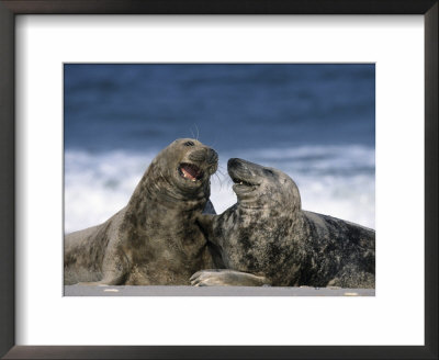 Grey Seal, Halichoerus Grypus, Heligoland, Schleswig-Holstein, Germany by Thorsten Milse Pricing Limited Edition Print image