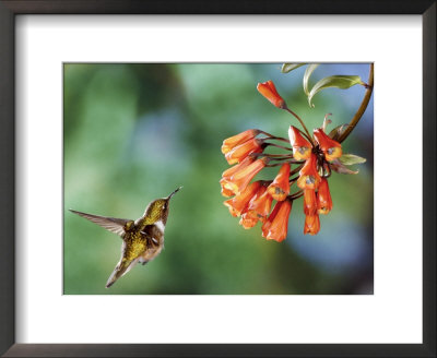Volcano Hummingbird, Female At A Climbing Lily, Forest Edge, Costa Rica by Michael Fogden Pricing Limited Edition Print image