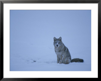 A Coyote, Canis Latrans, Sitting In Snow by Tom Murphy Pricing Limited Edition Print image