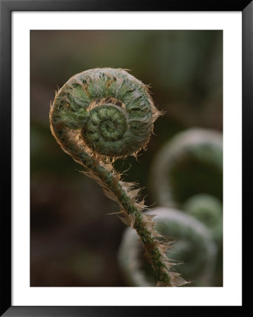 A Close View Of A Fiddlehead Fern Frond by George F. Mobley Pricing Limited Edition Print image