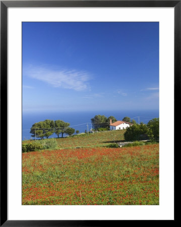 Poppy Field Nr. Trapani, Sicily, Italy by Walter Bibikow Pricing Limited Edition Print image