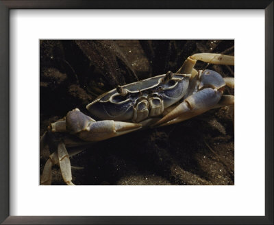 A Close View Of A Crab by Bill Curtsinger Pricing Limited Edition Print image