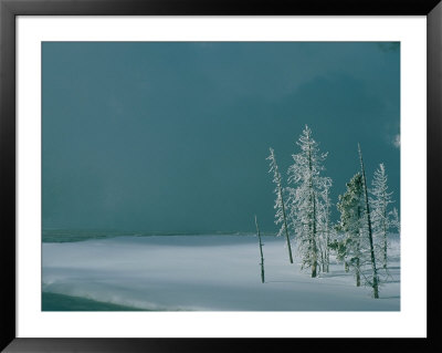 A Huge Cloud Of Steam Rolls Near A Group Of Snow-Covered Pines In The Early Morning by Norbert Rosing Pricing Limited Edition Print image