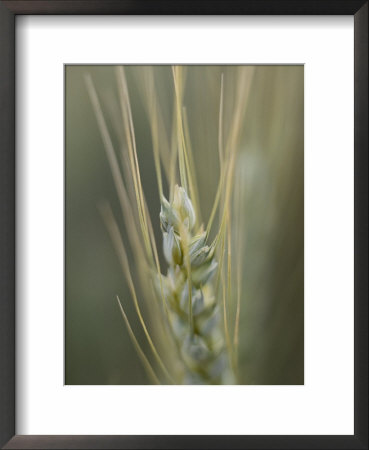 Close-Up Of The Head Of A Wheat Plant by David Boyer Pricing Limited Edition Print image